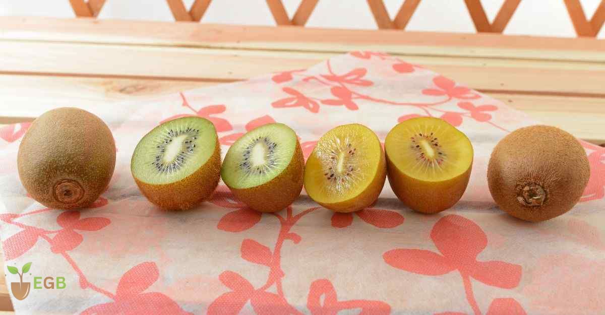 Cut Green and Gold Kiwi Fruit