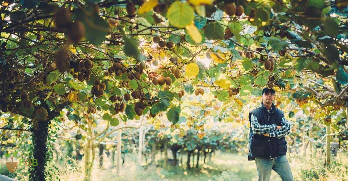 Kiwifruit Orchard