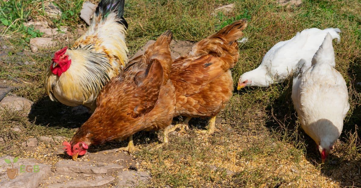 Healthy Chickens Feeding