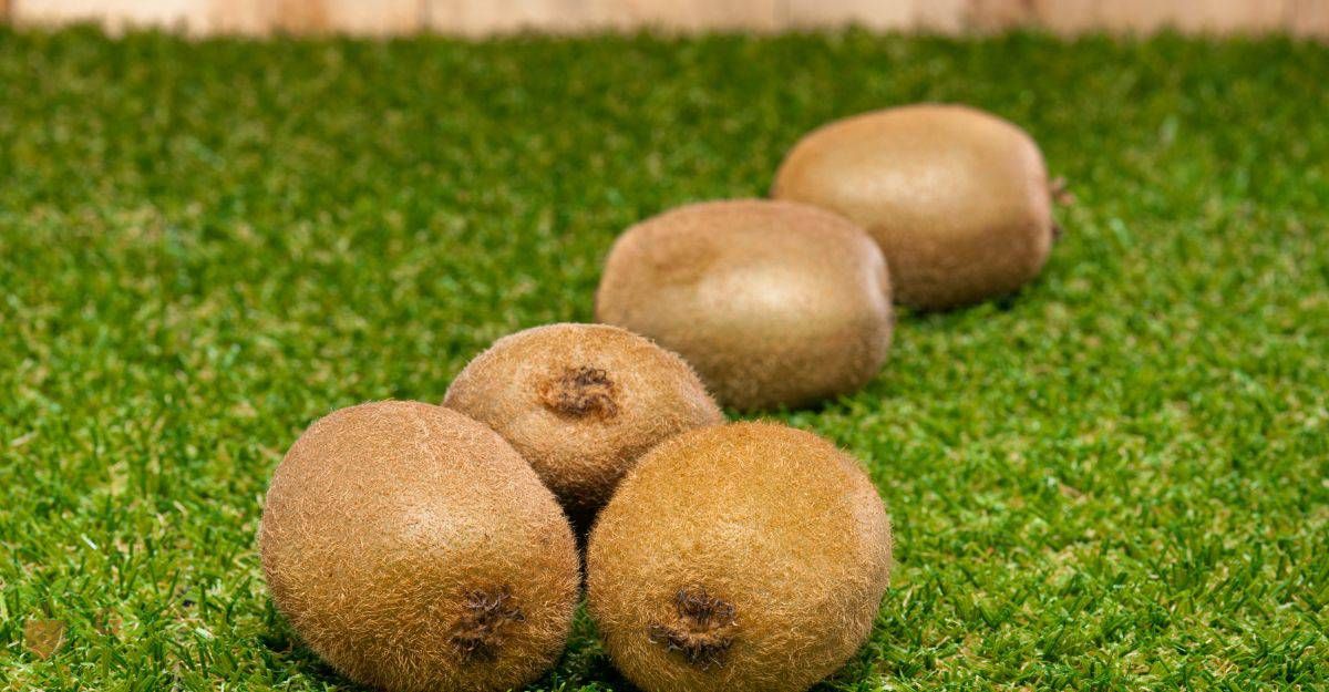 Kiwi Fruit on the Lawn