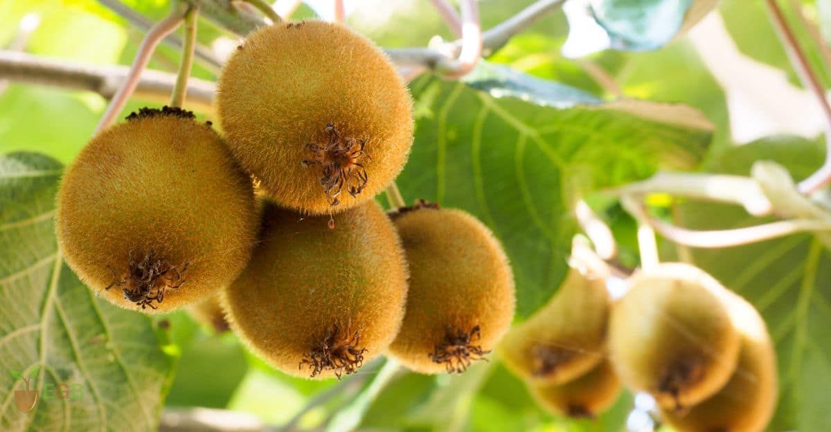 Kiwi Fruit Ripening on a Vine