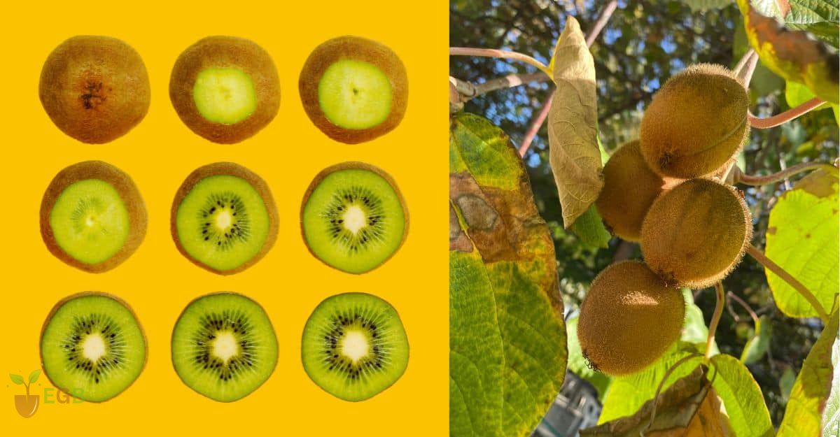 Sliced Kiwi Fruit and growing on the vine.