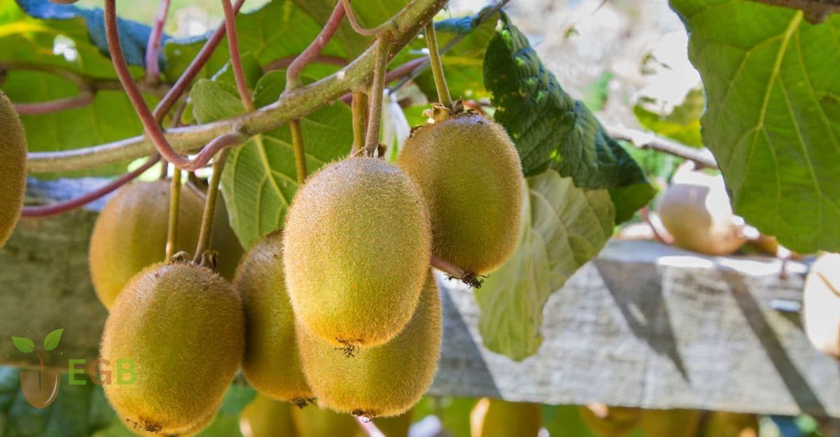 Kiwi fruit growing on a vine