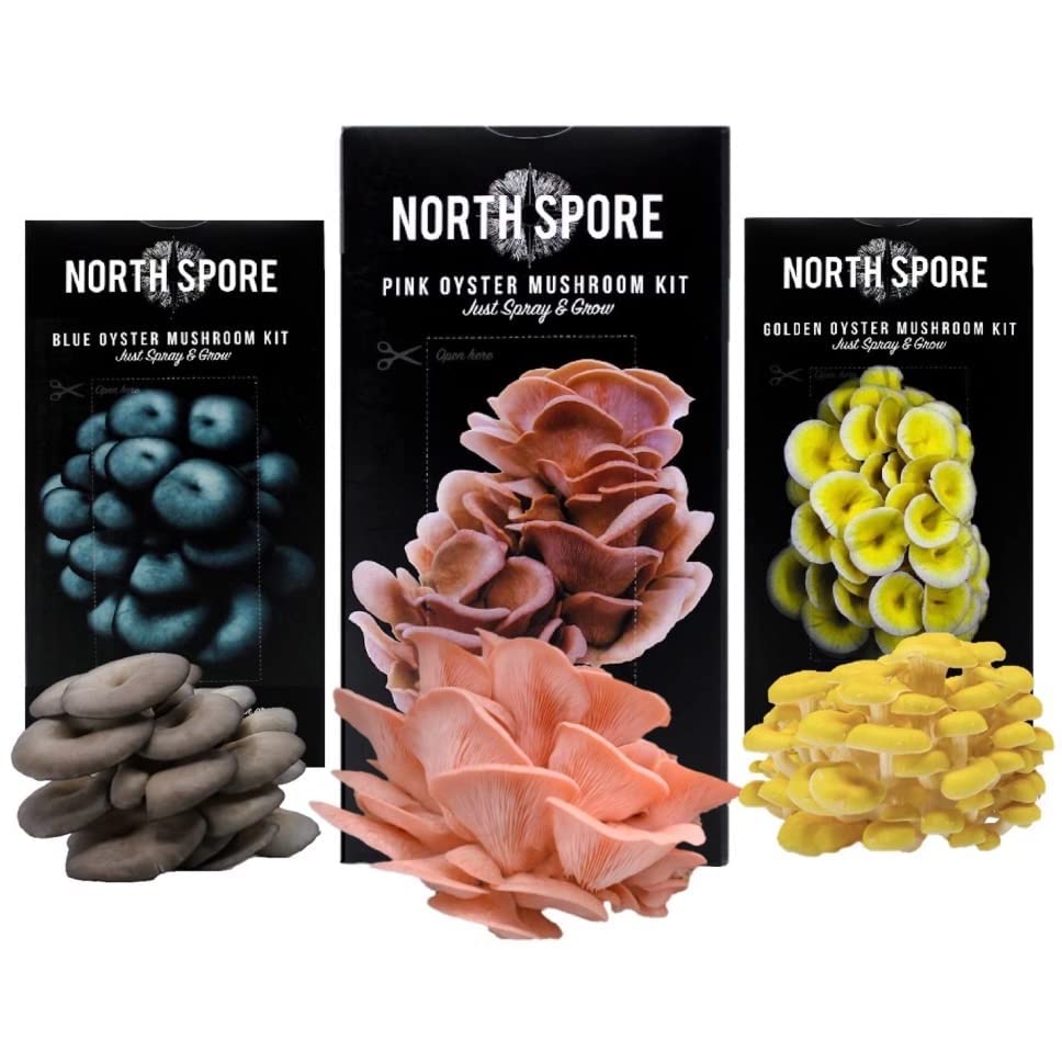 North Spore Organic 3-Pack Oyster Mushroom Spray & Grow Kit