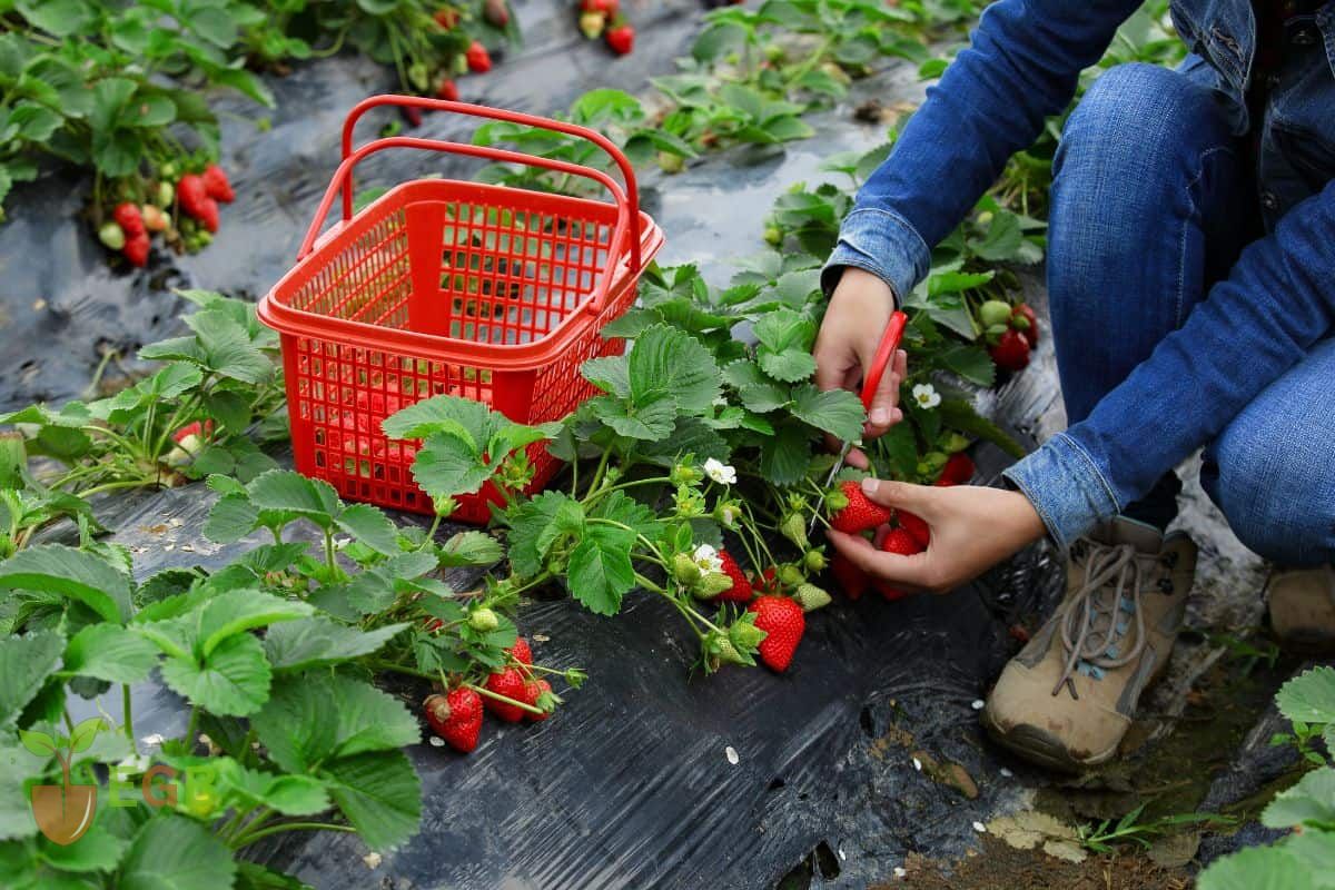 The Ultimate Guide to Organic Fertilizer for Strawberries: Top Tips for Maximum Yield