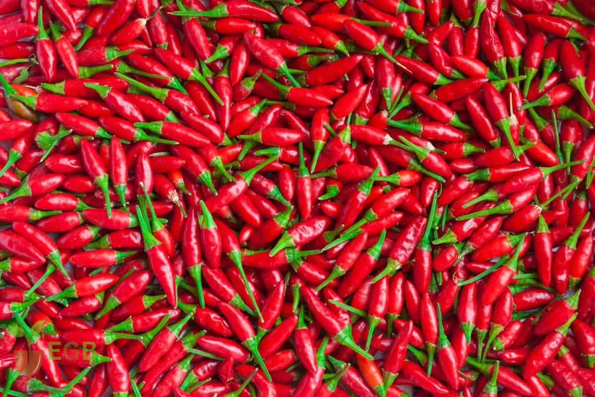 Best Fertilizers for Peppers: Boost Your Pepper Harvest