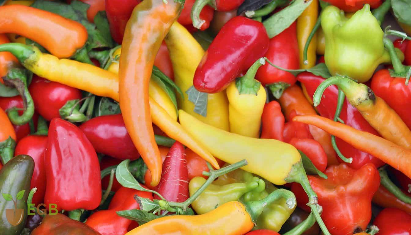 Various types of peppers