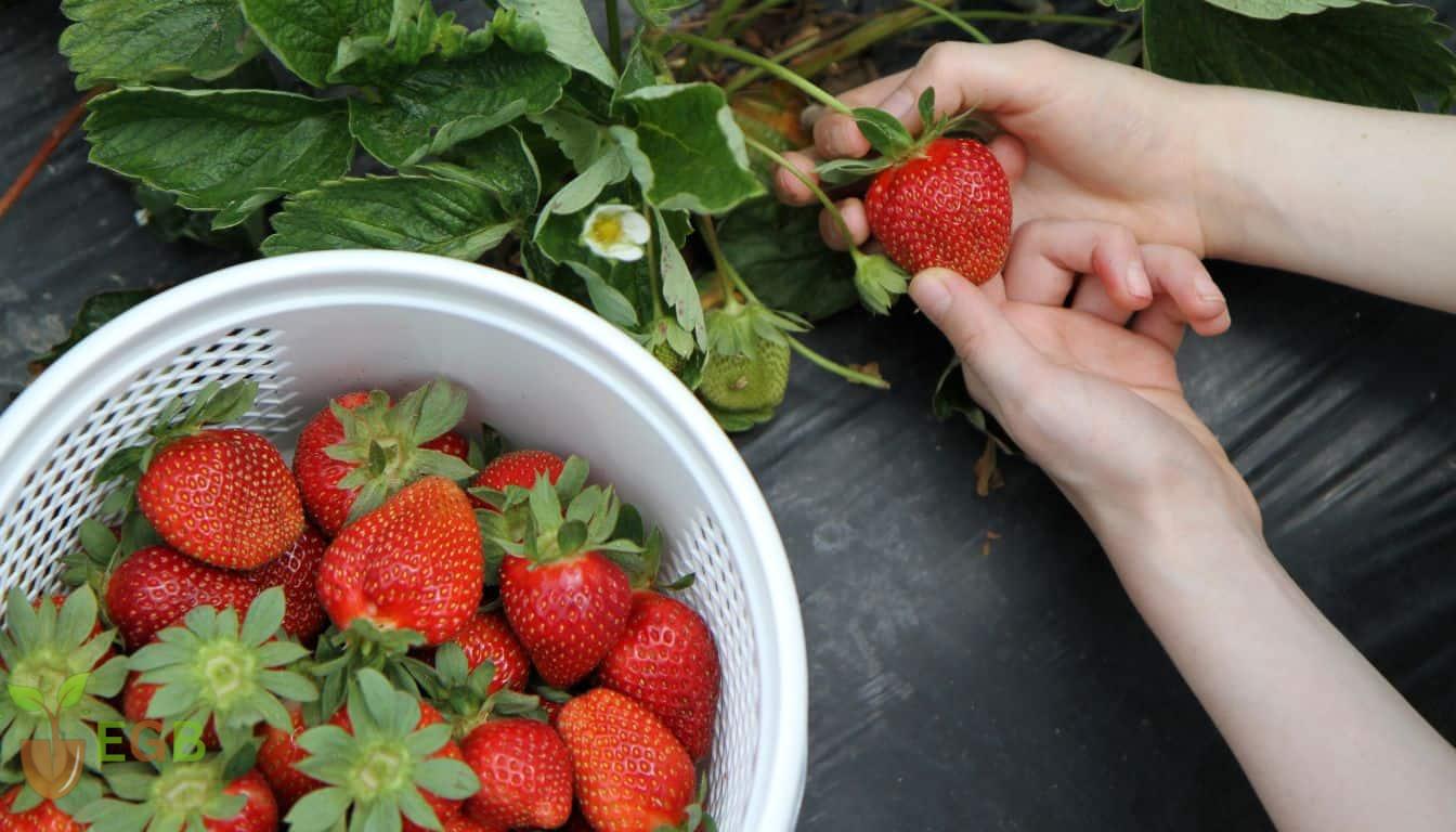 How To Tell If Strawberries Are Bad or Safe to Eat