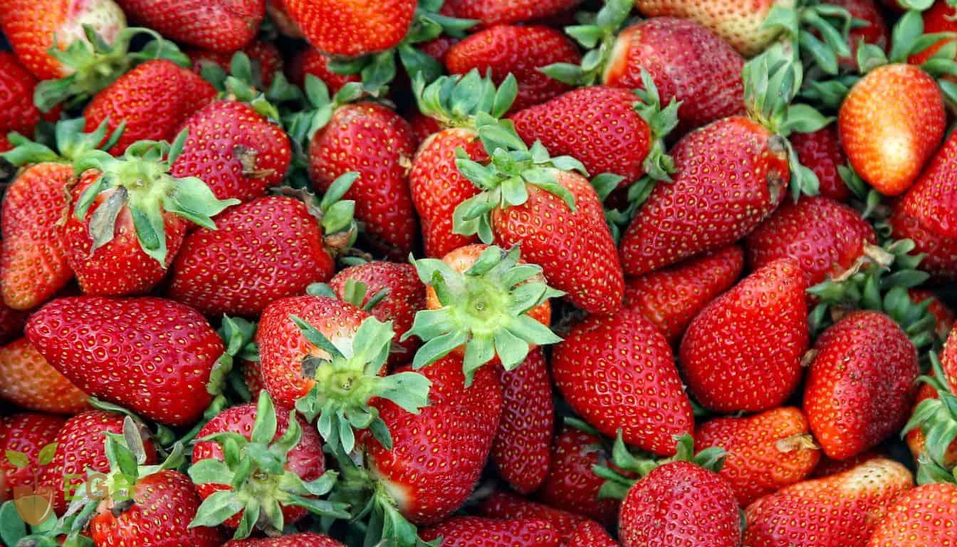 Freshly picked, ripe, juicy well watered strawberries 