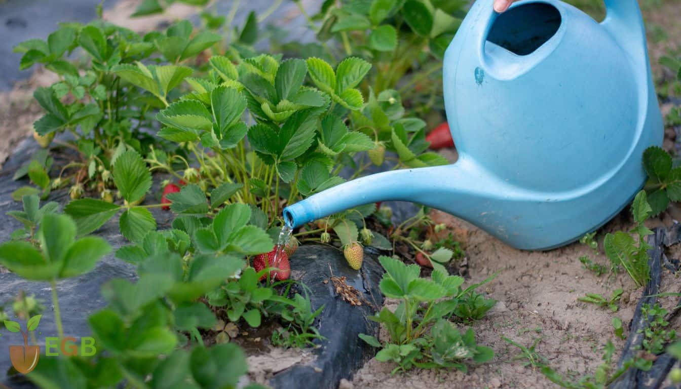 How Often To Water Strawberries? A Definitive Guide