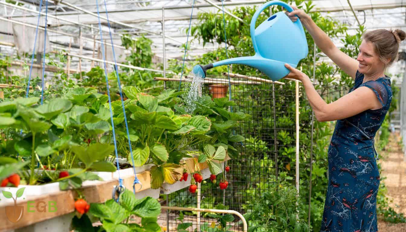 Watering your strawberry plants regularly and visually inspecting them.