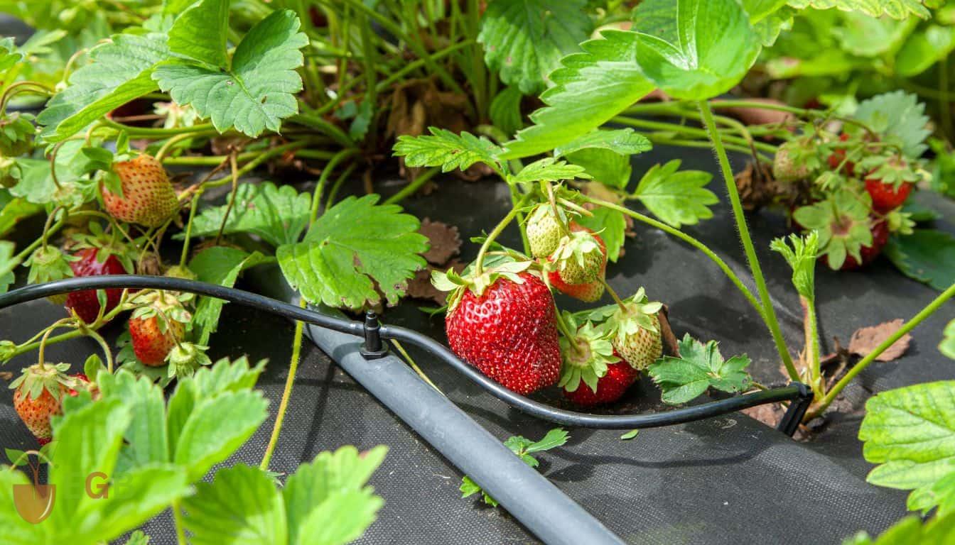 Drip Irrigation system for strawberries