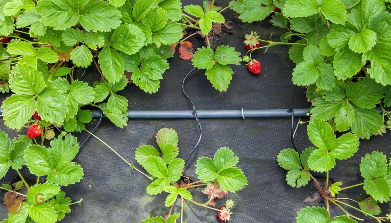Adjusting the water drip system for strawberries