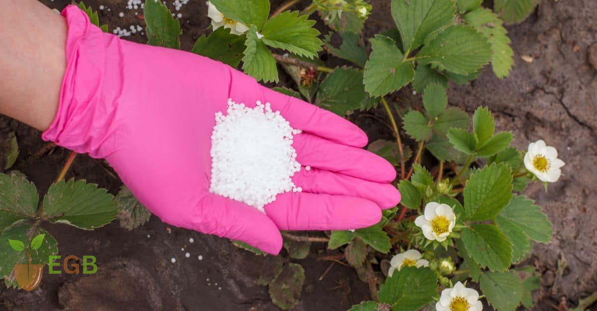 Using organic fertilizer on your strawberries