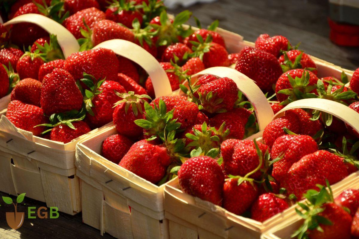 How To Dehydrate Strawberries. Freshly picked strawberries in punnet baskets which could be preserved by dehydrating them.
