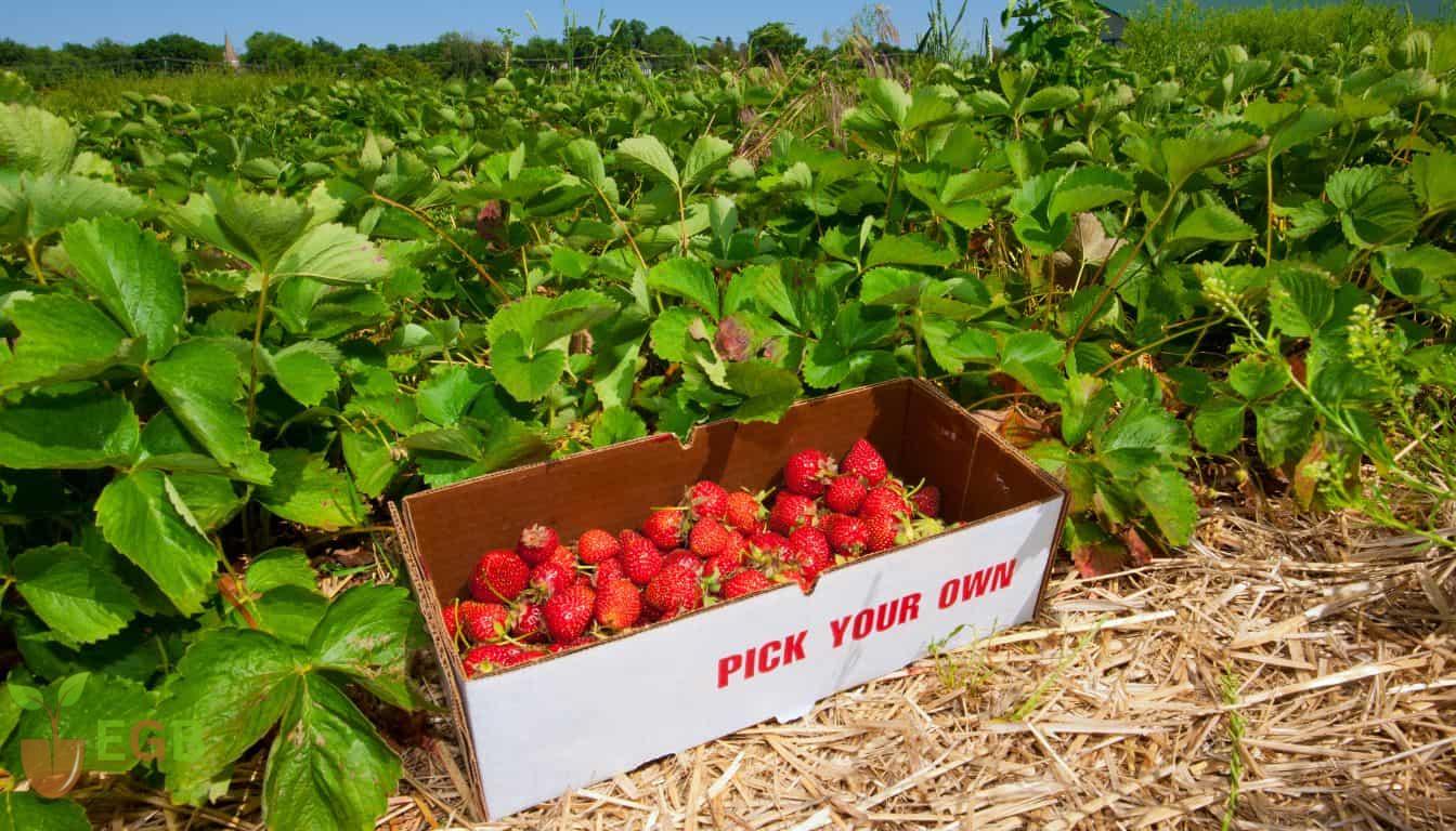 Picked heirloom strawberries