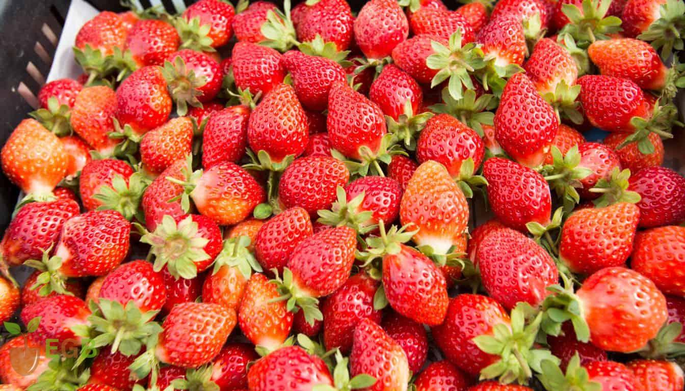 Various heirloom and wild strawberries