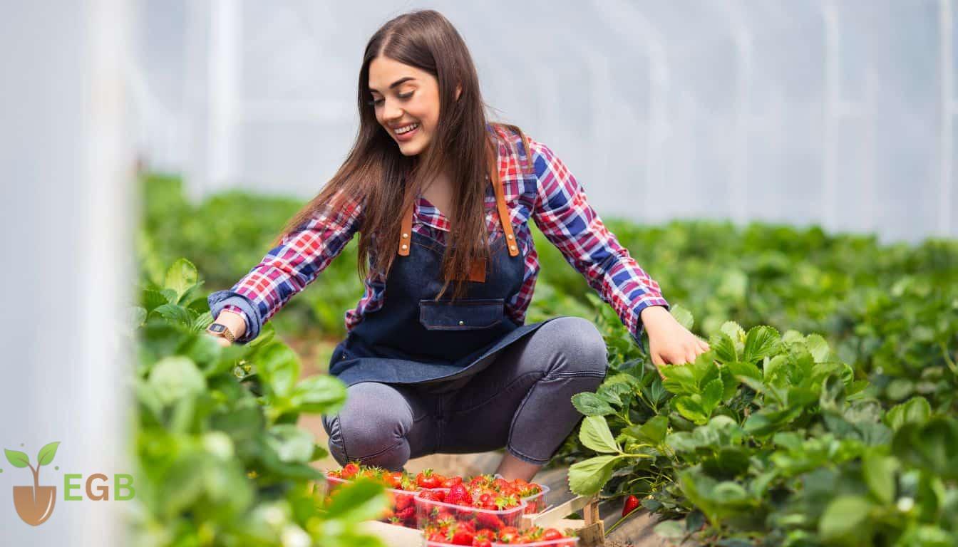 Looking after your strawberry plants enables you to pick ripe and tasy strawberries