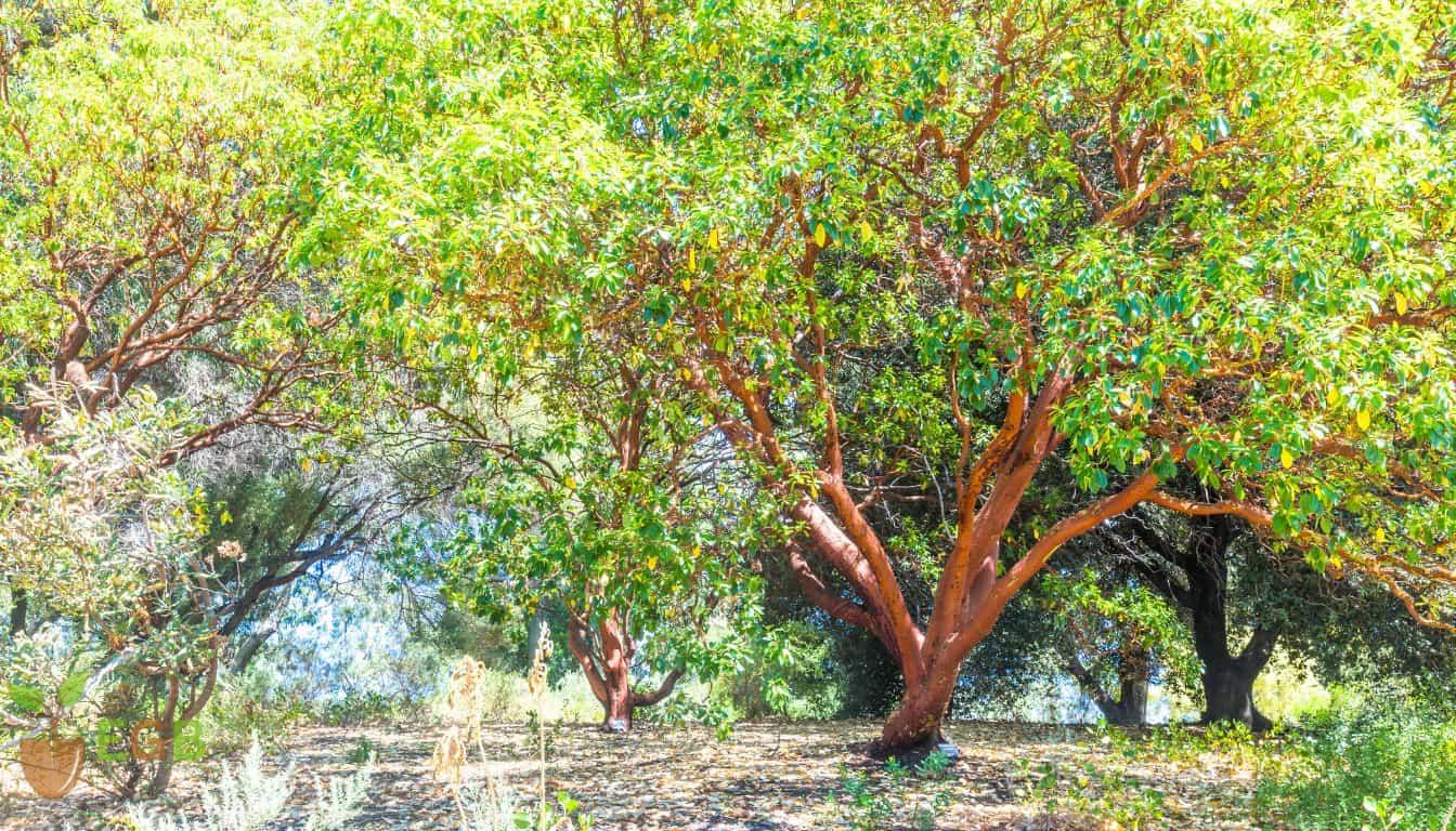 A Mature Strawberry Tree