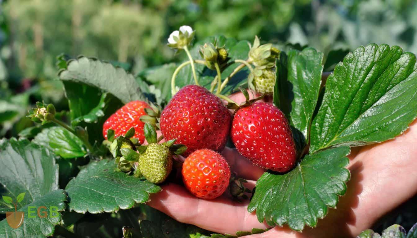 Delicious heirloom strawberries