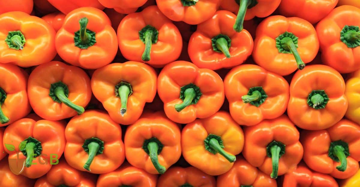 Harvested Orange Bell Peppers