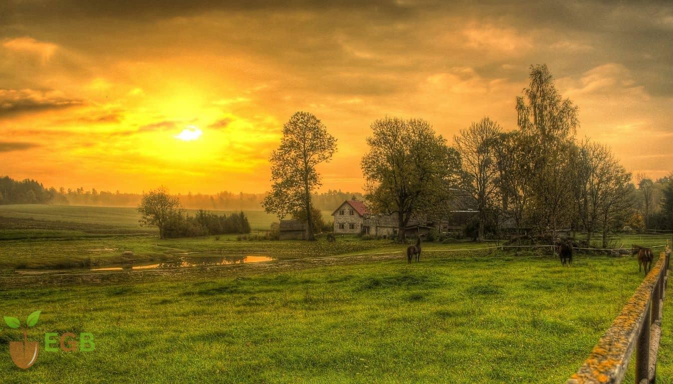 Homesteading Essentials: Step-by-Step Guide to Starting Your Homestead