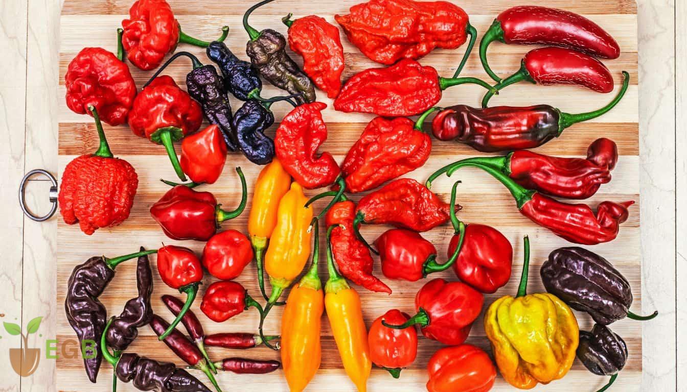 Hot chilli peppers