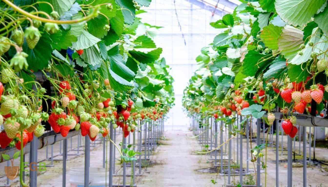 How To Grow Larger Strawberries 