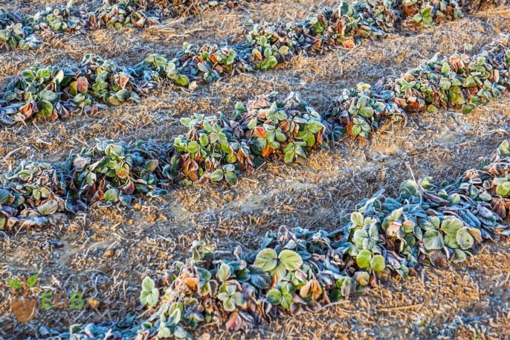 Strawberries in winter.