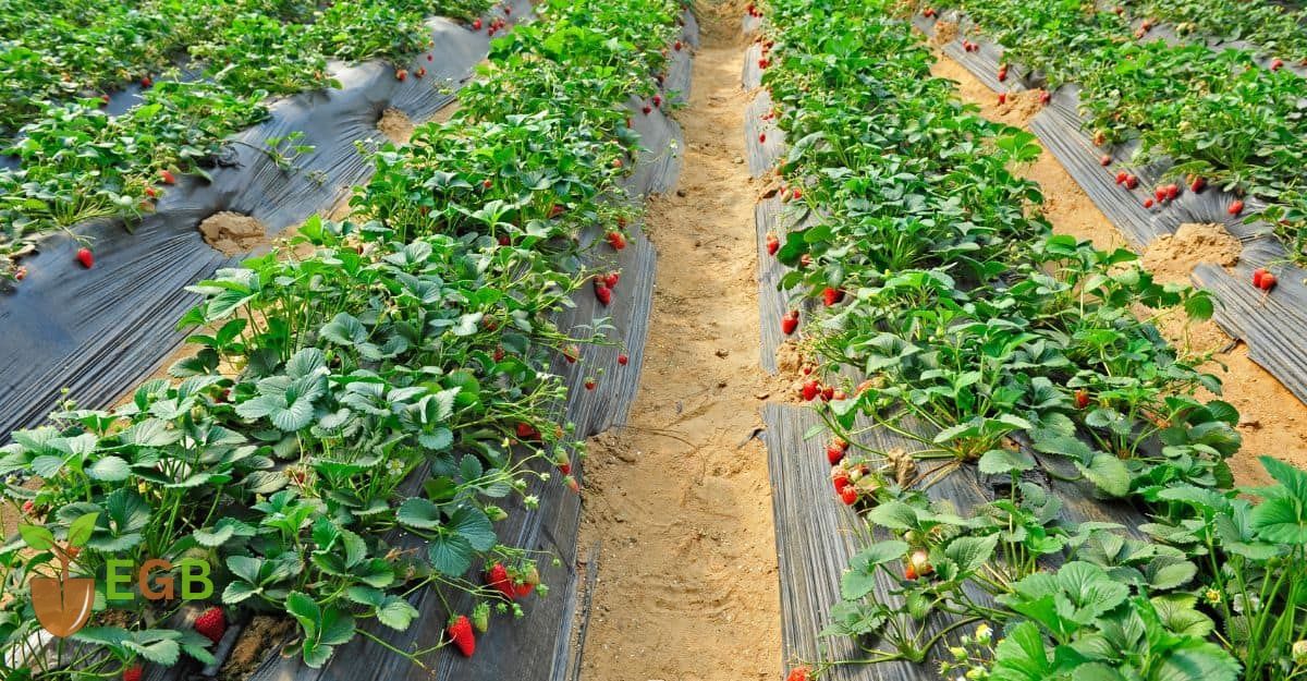 Strawberries with proper weed, foliage and overcrowding control