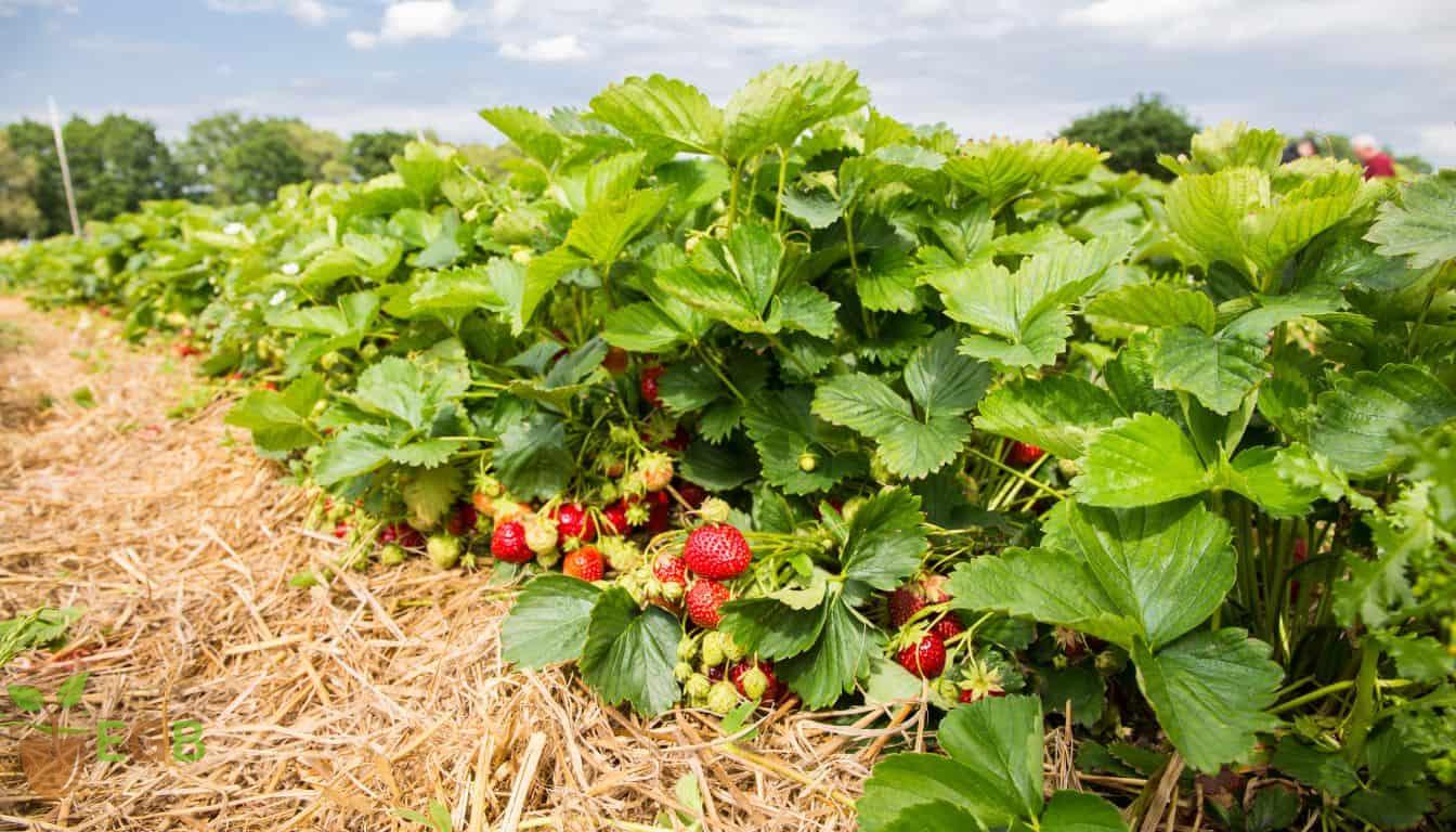 Strawberry Plant Bush