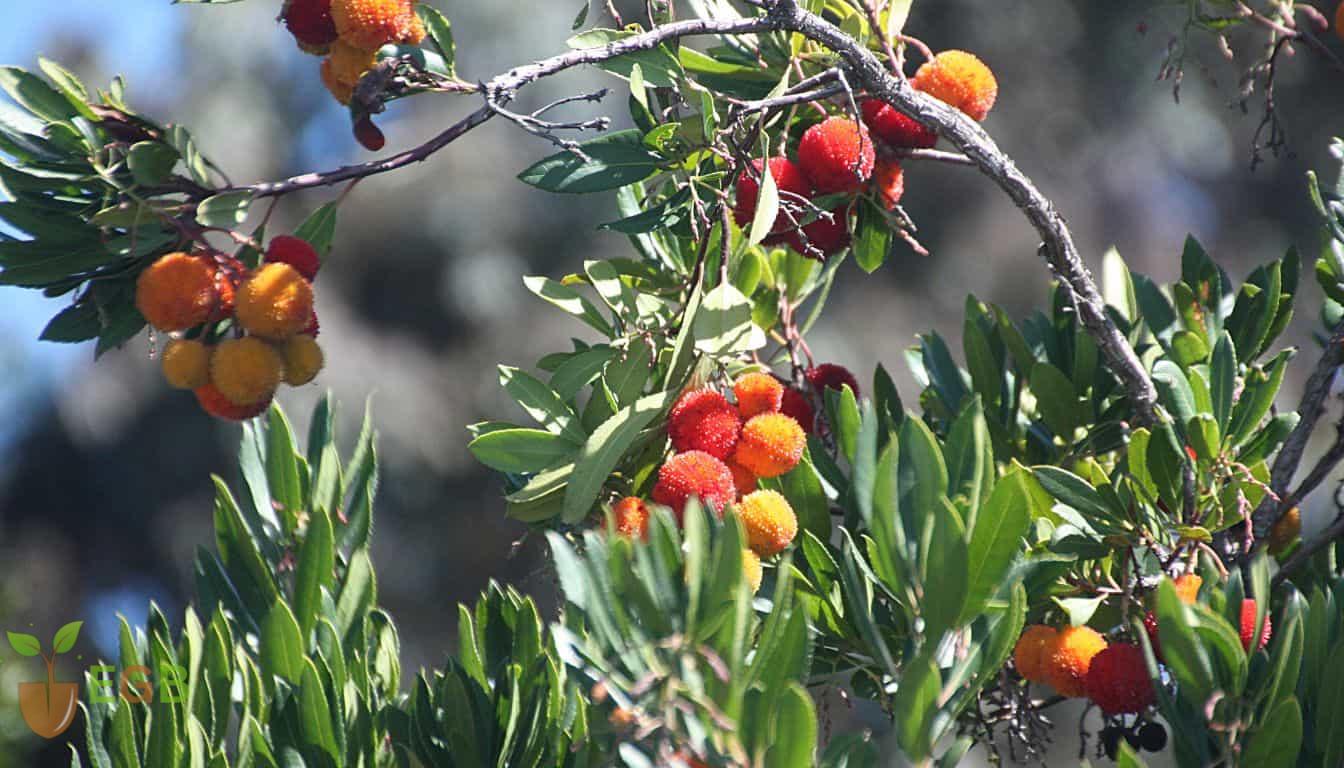 A strawberry tree with various colored fruit