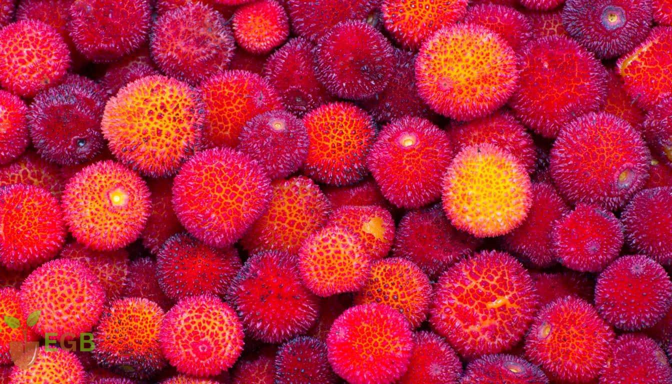 Ripe Strawberry Tree Fruit