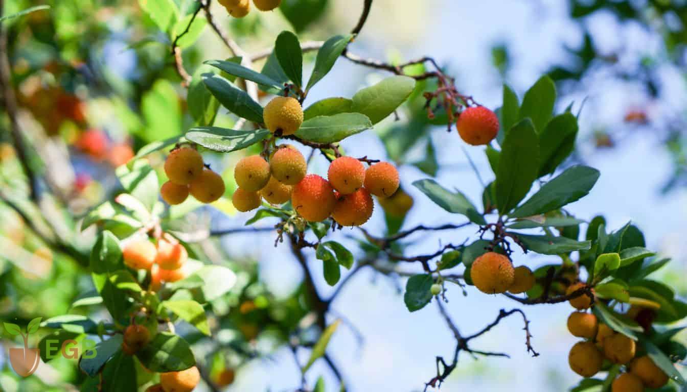 Strawberry Tree to be pruned once the fruit has matured and fallen to the ground.