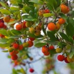 What is a Strawberry Tree? The Ultimate Guide to Growing and Caring for the Arbutus Unedo