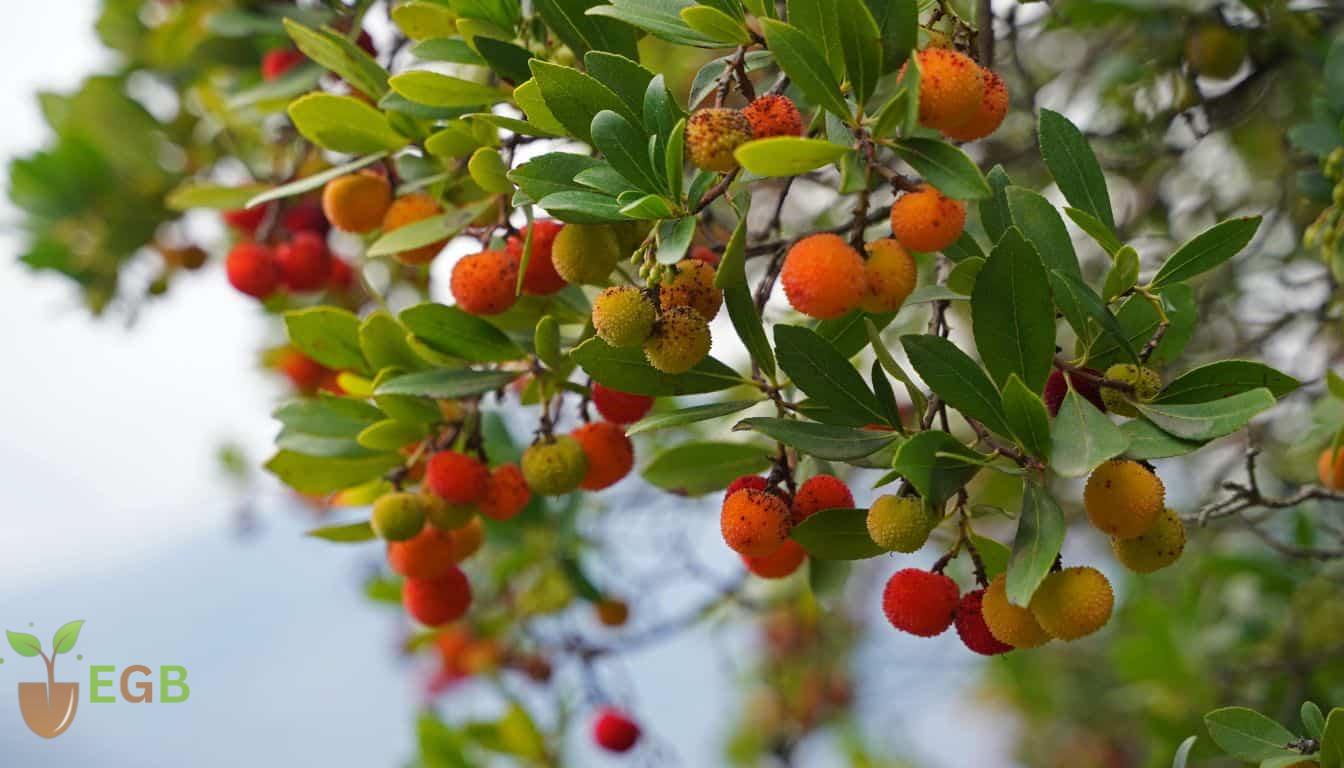 What is a Strawberry Tree? The Ultimate Guide