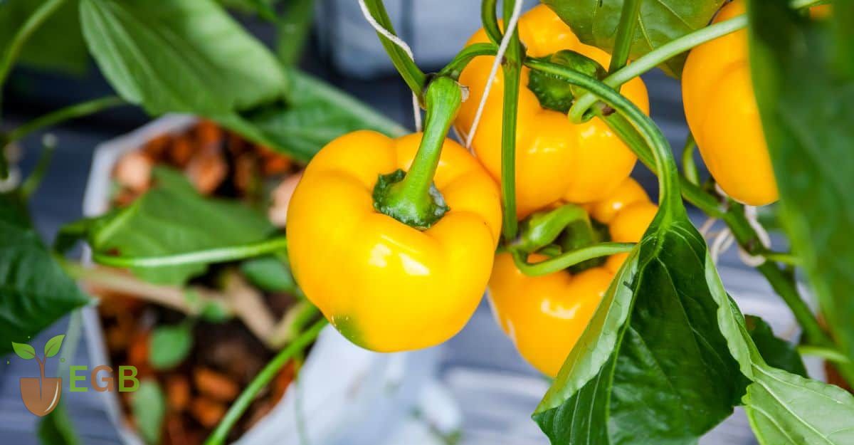 Yellow bell peppers growing in a garden