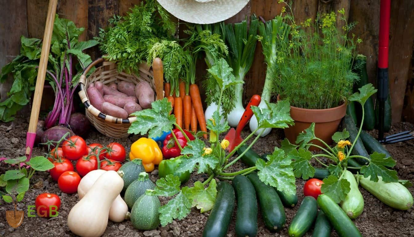 Amazing freshly grown organic vegetables