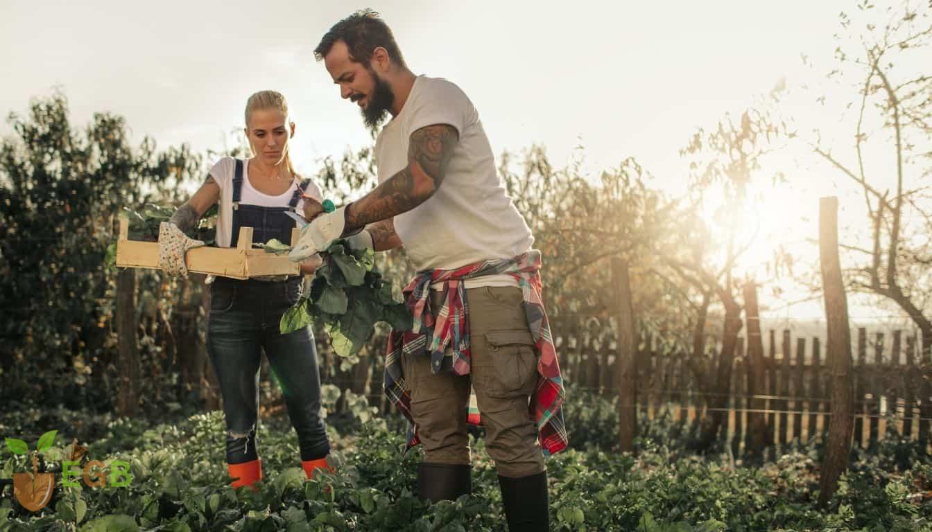 Community garden projects