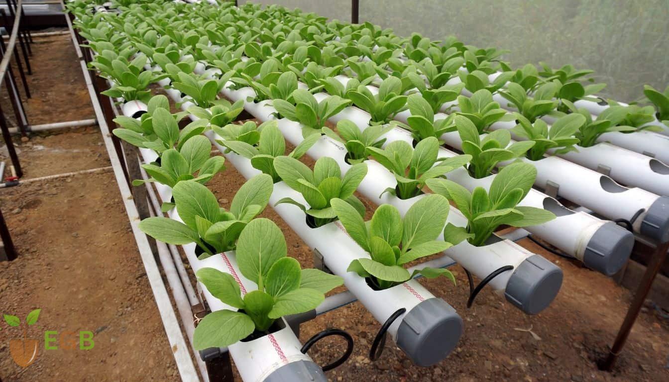 Growing vegetables hydroponically