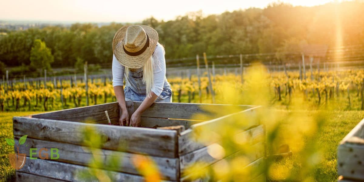 Growing vegetables in raised garden beds