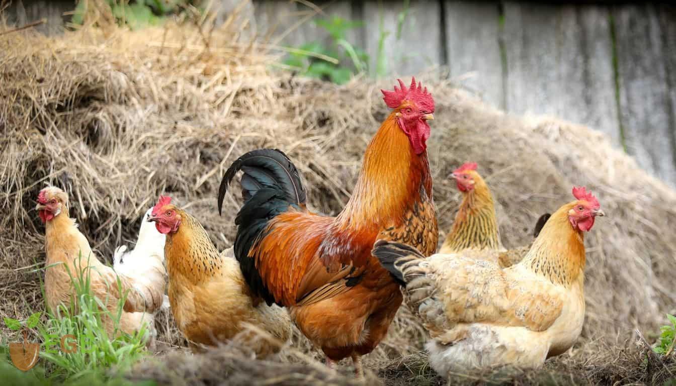 Rasing chickens on a homestead