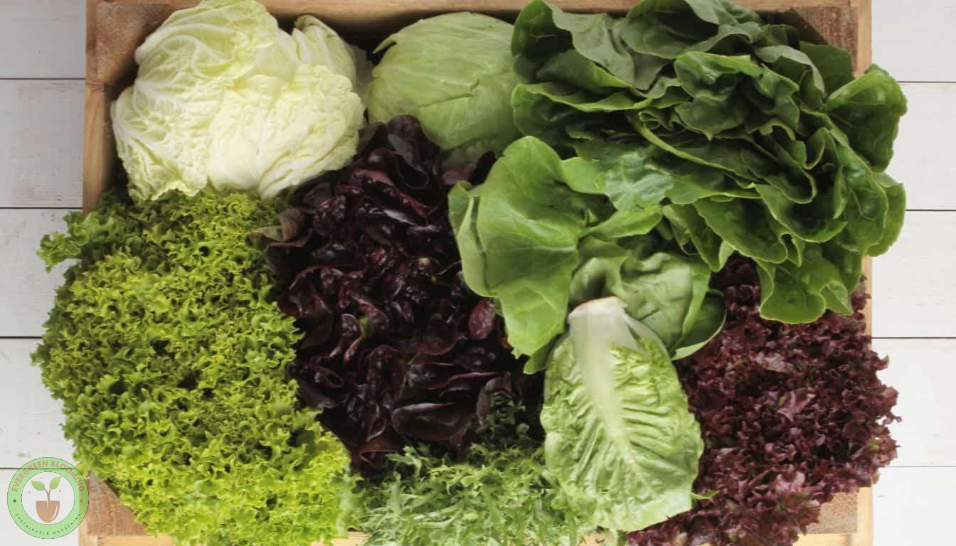 A Beginner's Guide to Growing Lettuce. From Varieties and Planting to Harvest in Your Garden