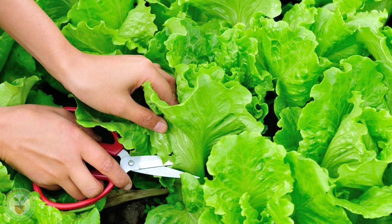 Harvesting lettuce