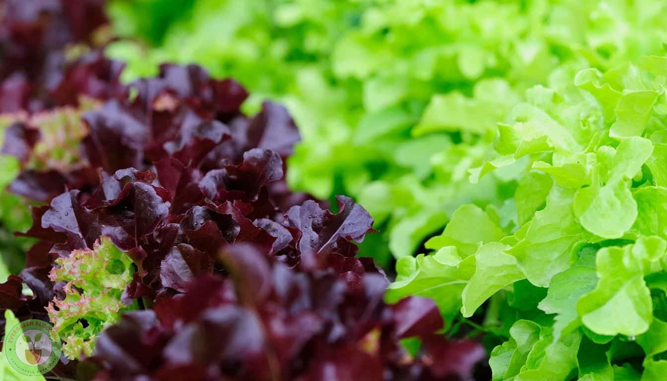 Popular lettuce varieties