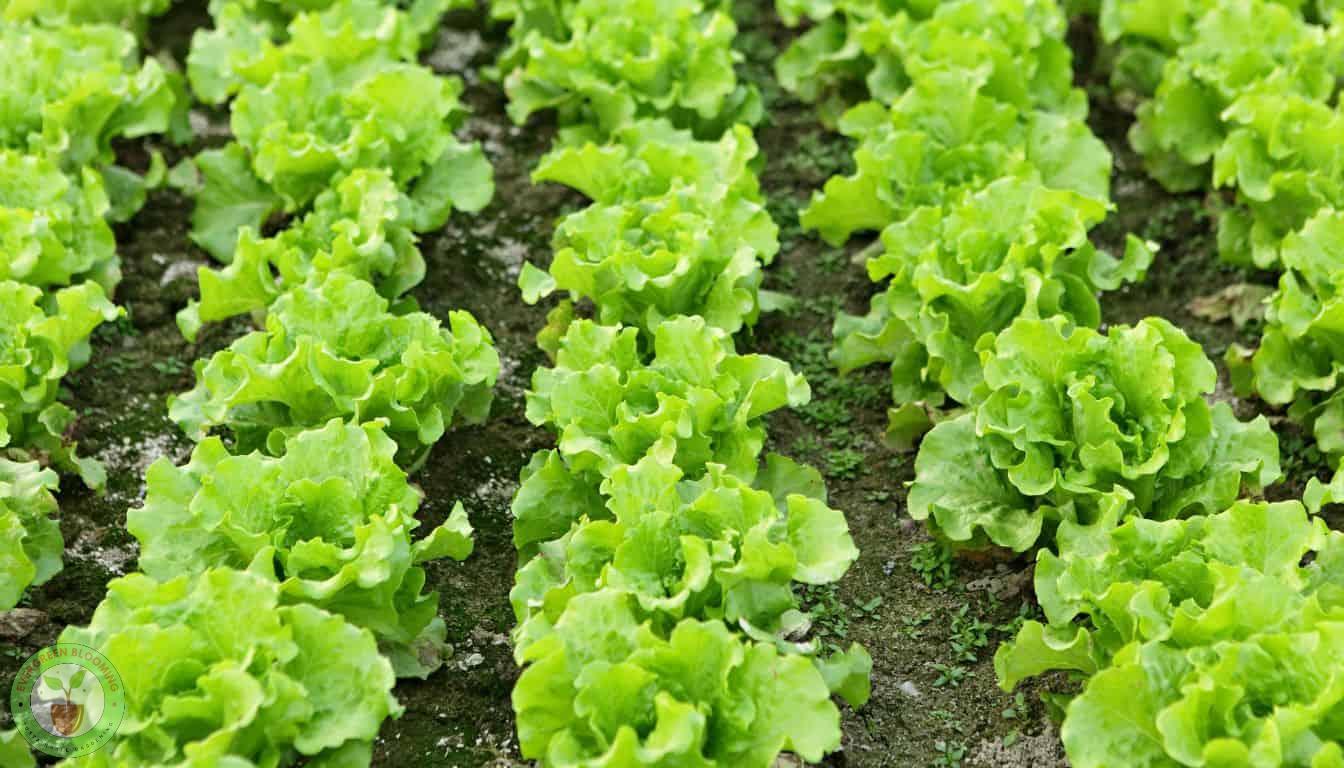 Well spaced lettuce