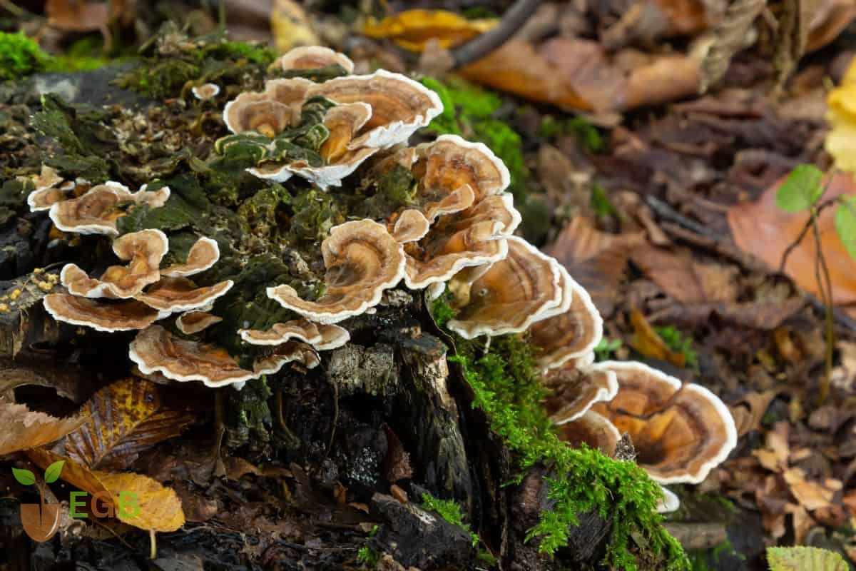 Edible Mushrooms -Types, Benefits, and Culinary Uses Explained