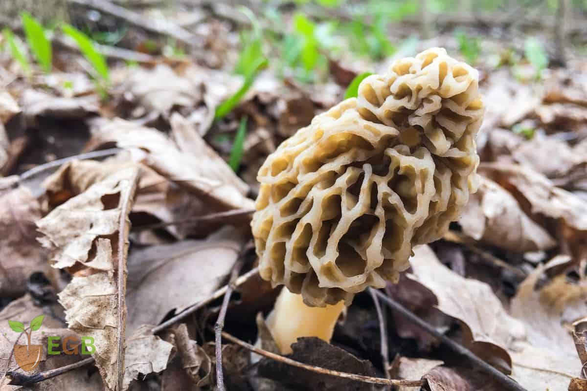 Morchella Conica Mushroom