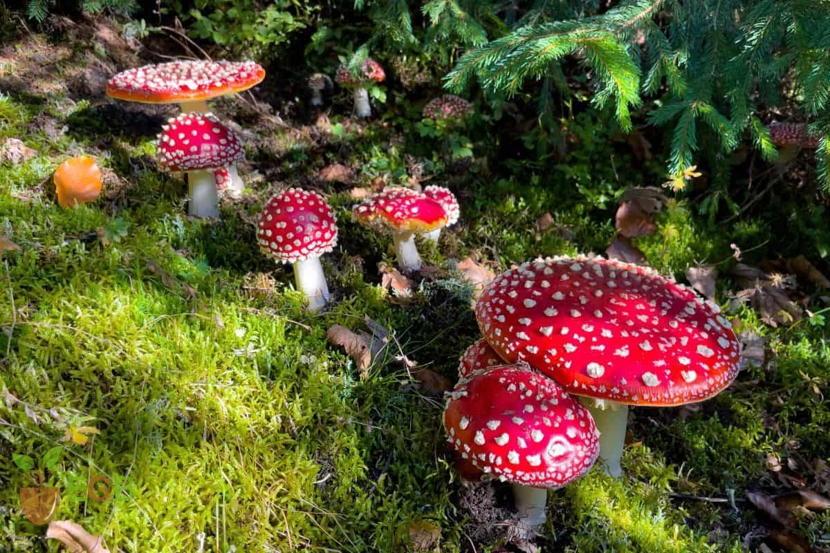 Poisonous Mushrooms