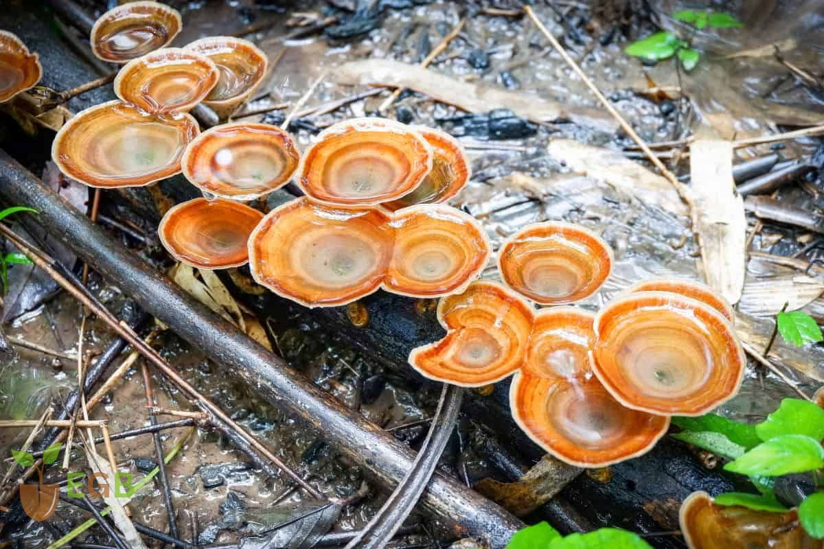 Reishi Mushrooms
